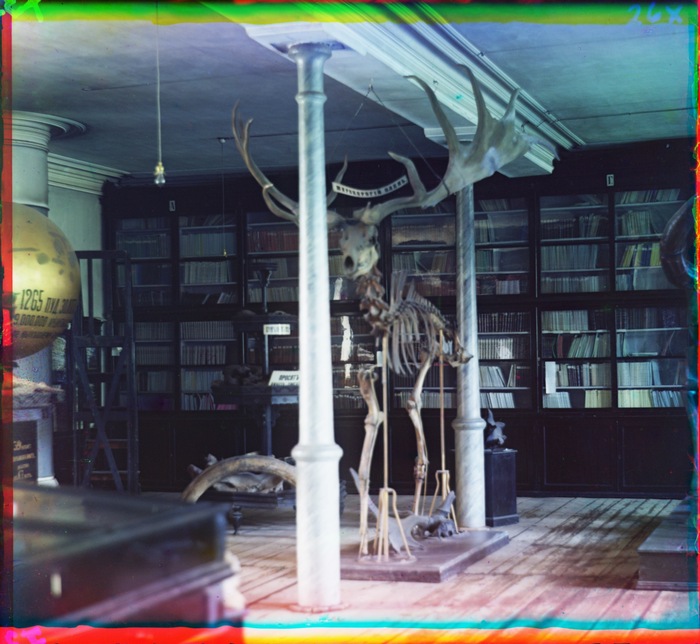 Скелет широкорогого оленя в музее г. Екатеринбурга