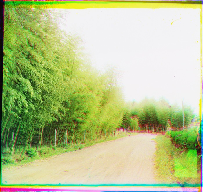 Чаква. Бамбук перед чайной фабрикой
