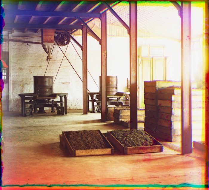 Чайная фабрика в Чакве. Кадки и ящики с бродящим чаем
