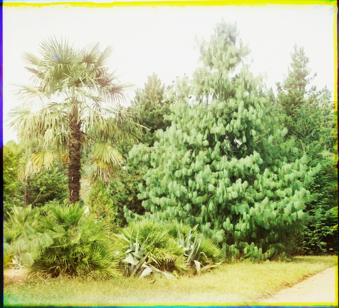 Pinus Excelsa. Hamerops excelsus. В Ботаническом саду в Сухуме