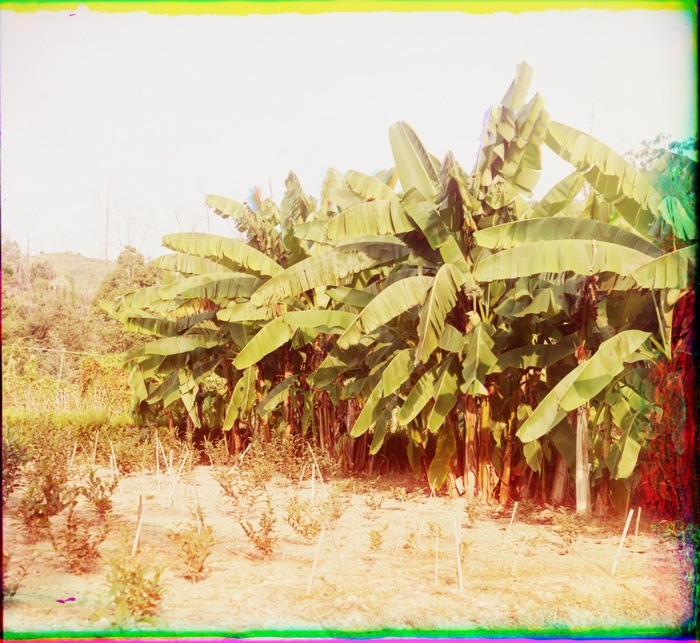 В Ботаническом саду в Сухуме. Бананы