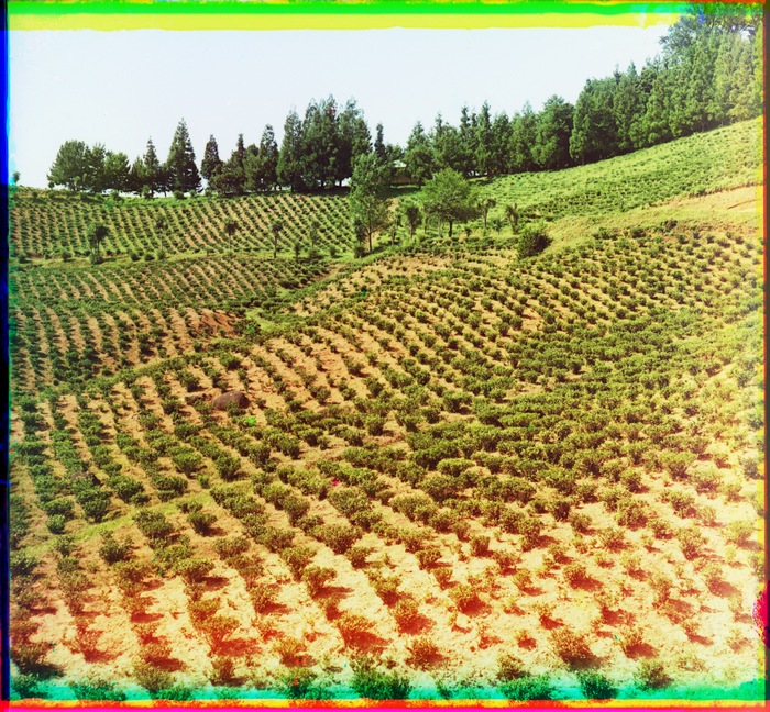 Чайные плантации. Чаква