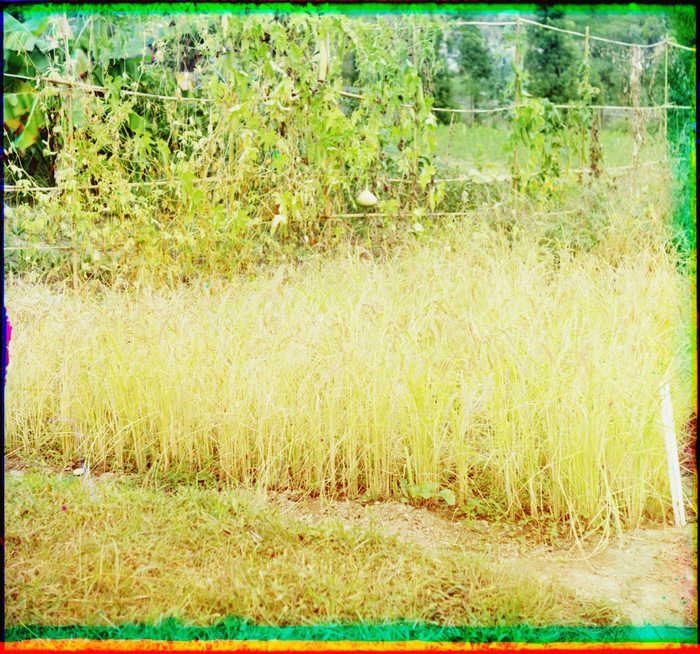 В Ботаническом саду в Сухуме. Рис